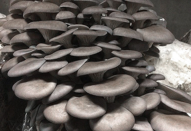 Ballot de Culture Pleurote Gris BIO LAMYCOSPHÈRE