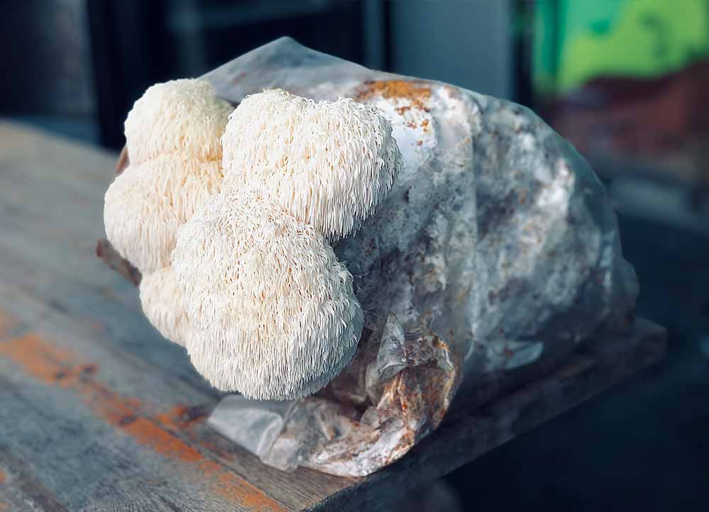 Ballot de Culture Lion's Mane BIO LAMYCOSPHĂRE