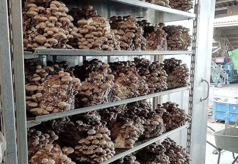 Ballot de Culture Shiitaké BIO LAMYCOSPHÈRE