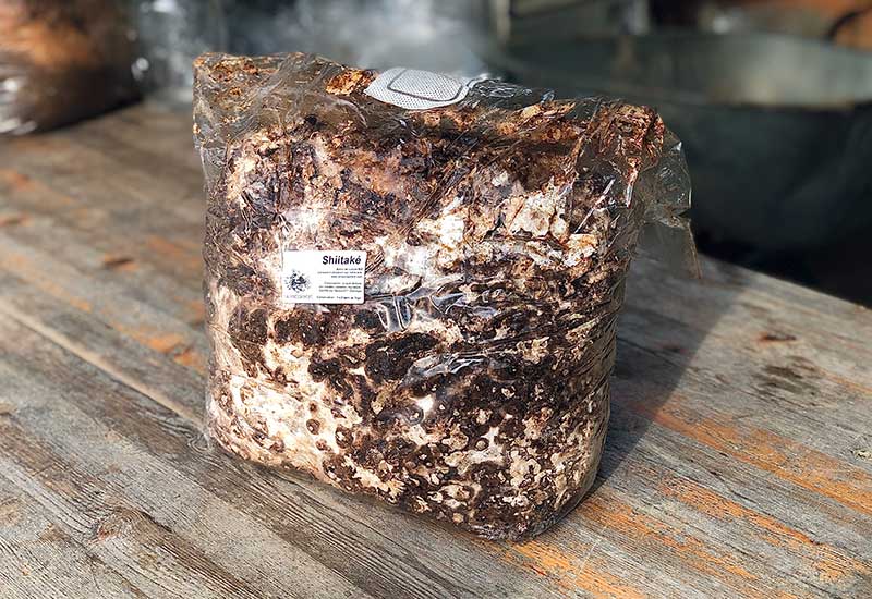 Ballot de Culture Shiitaké BIO LAMYCOSPHÈRE