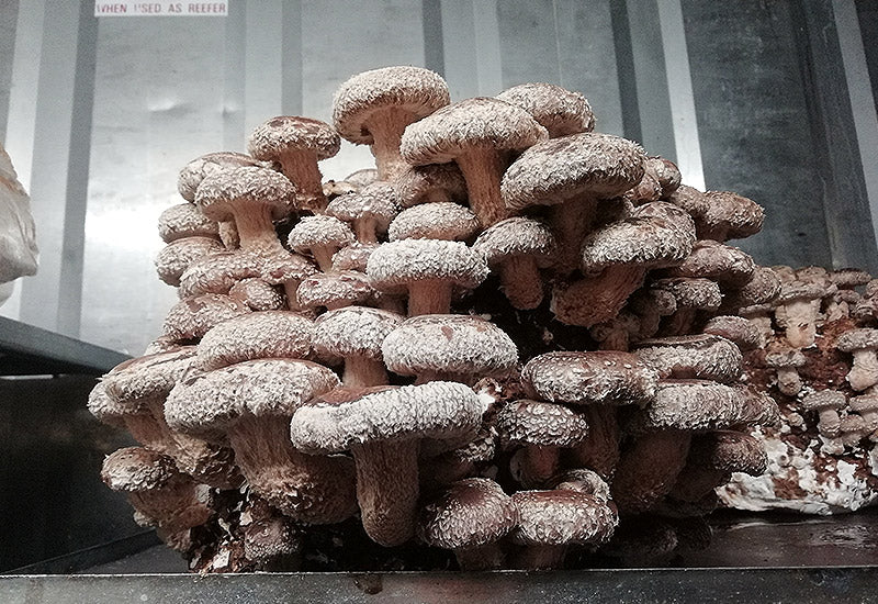 Ballot de Culture Shiitaké BIO LAMYCOSPHÈRE