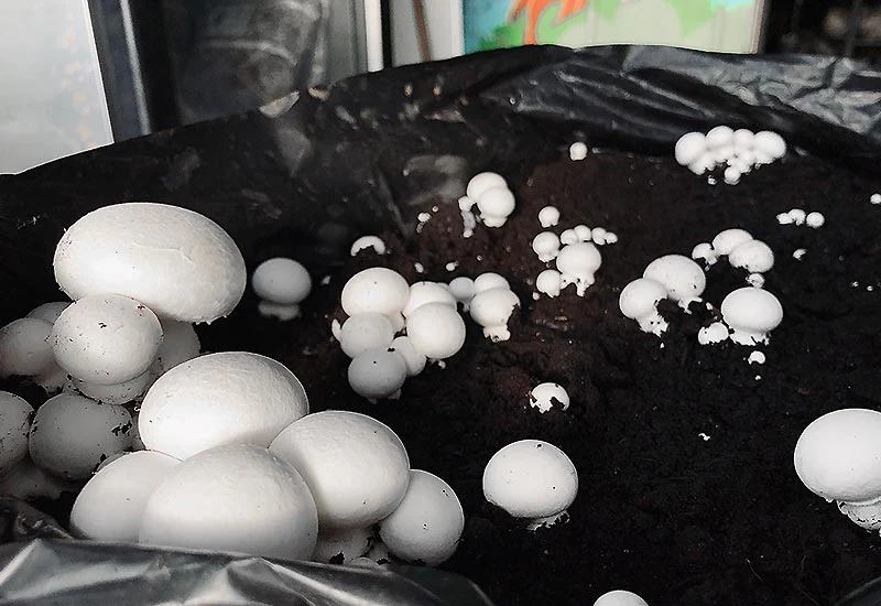 Kit Champignon de Paris Blanc LAMYCOSPHĂRE