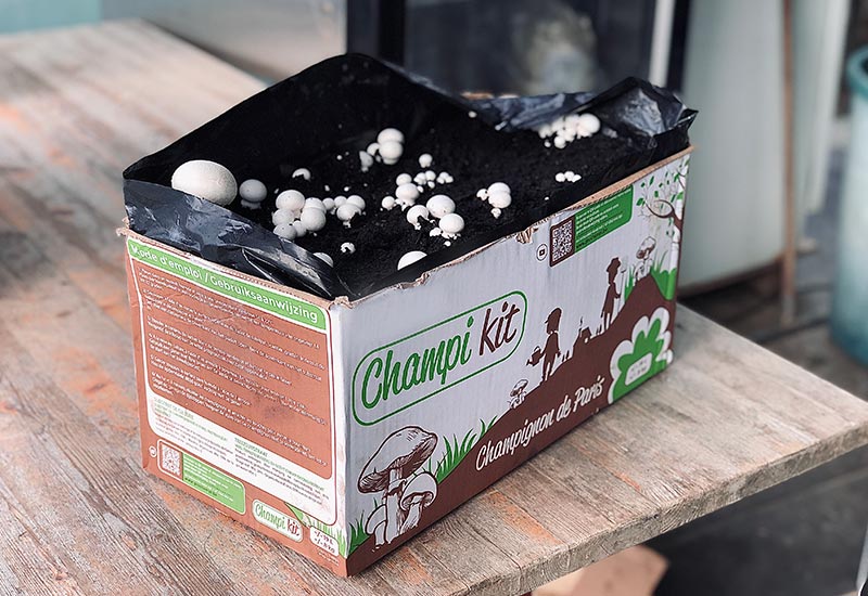 Kit Champignon de Paris Blanc LAMYCOSPHÈRE