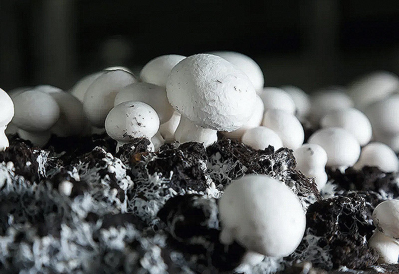 Kit Champignon de Paris Blanc LAMYCOSPHÈRE