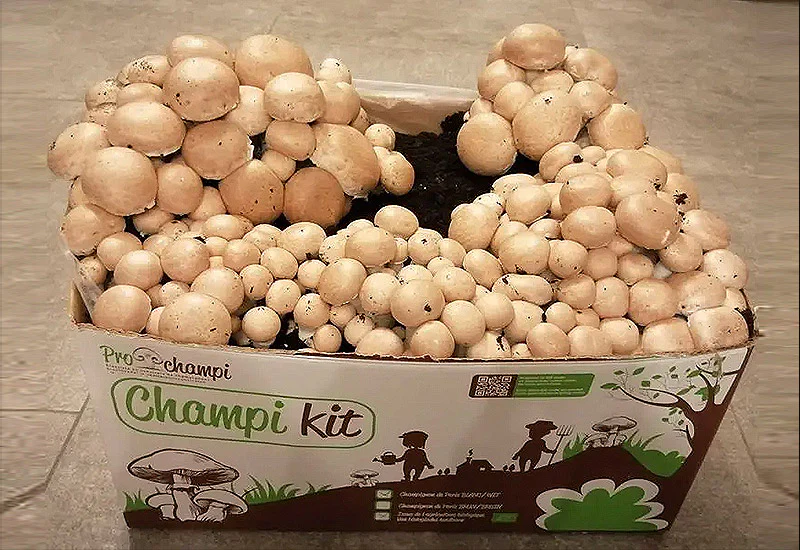 Kit Champignon de Paris Brun LAMYCOSPHÈRE