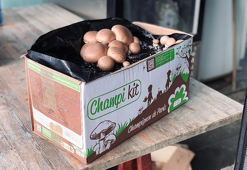 Kit Champignon de Paris Brun LAMYCOSPHÈRE