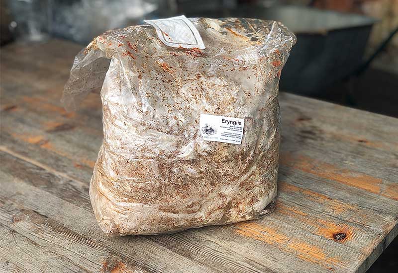 Ballot de culture Eryngii BIO LAMYCOSPHÈRE