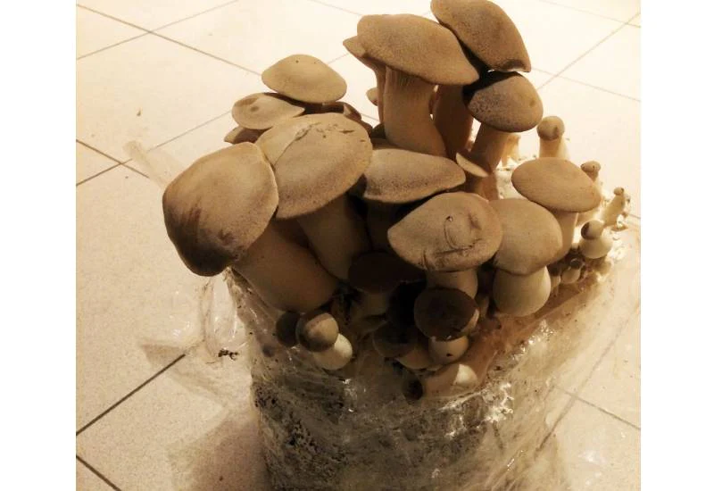 Ballot de culture Eryngii BIO LAMYCOSPHĂRE