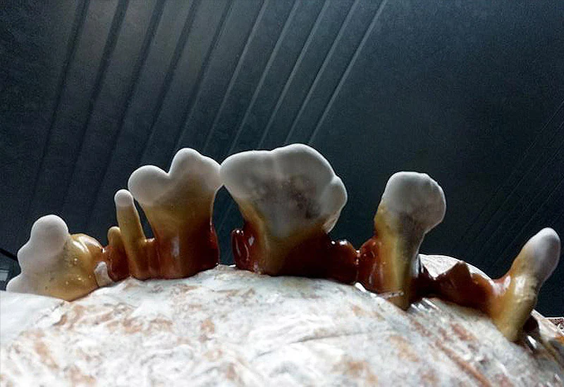 Ballot de culture Reishi BIO LAMYCOSPHÈRE