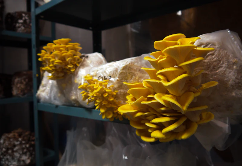 Ballot de Culture Pleurote Jaune BIO LAMYCOSPHÈRE