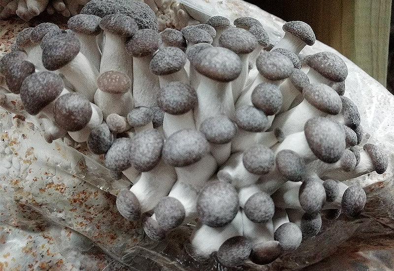 Ballot de culture Black Pearl BIO LAMYCOSPHÈRE