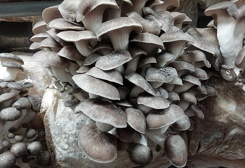 Ballot de culture Black Pearl BIO LAMYCOSPHĂRE