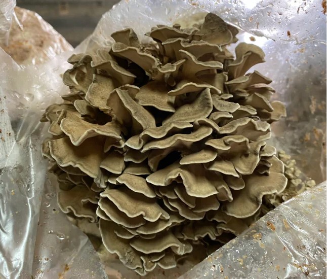 Ballot de culture Maïtaké BIO LAMYCOSPHÈRE