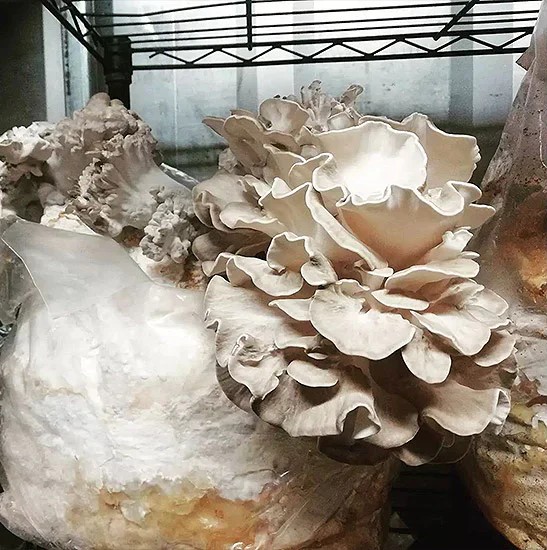 Ballot de culture Maïtaké BIO LAMYCOSPHÈRE