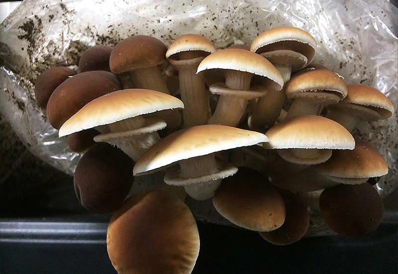 Ballot de Culture Pioppino BIO LAMYCOSPHÈRE