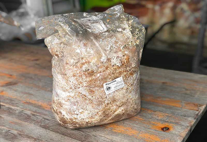 Ballot de Culture Pioppino BIO LAMYCOSPHÈRE