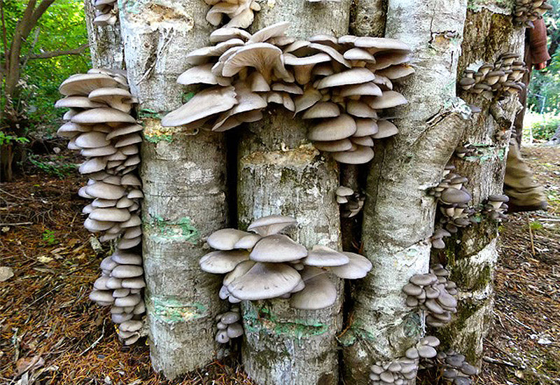 Culture sur Buche Pleurote Gris - Mycélium sur chevilles de bois BIO LAMYCOSPHÈRE