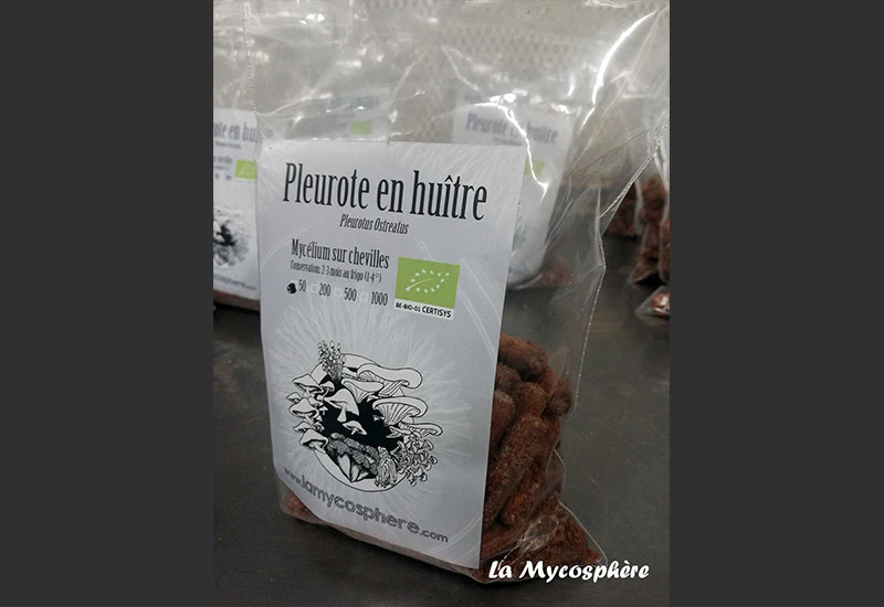 Culture sur Buche Pleurote Gris - Mycélium sur chevilles de bois BIO LAMYCOSPHÈRE