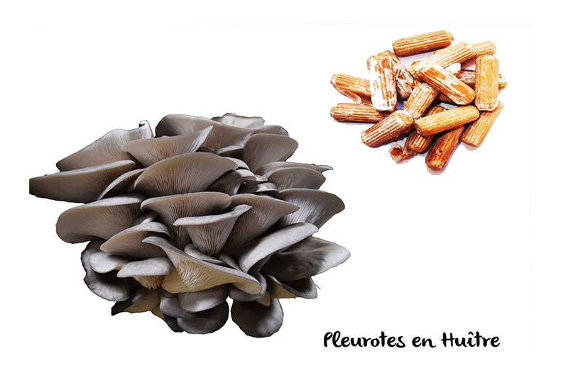 Culture sur Buche Pleurote Gris - Mycélium sur chevilles de bois BIO LAMYCOSPHÈRE