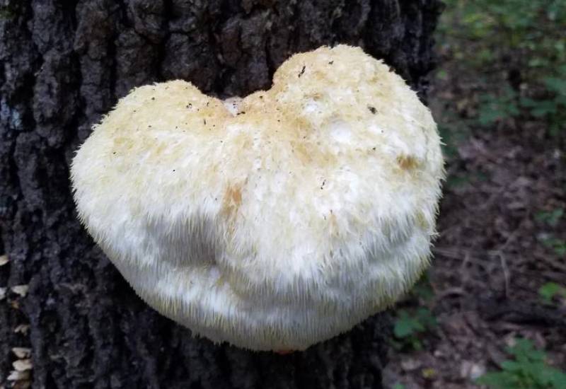 Culture sur buche Lion's Mane - Mycélium sur chevilles de bois BIO LAMYCOSPHÈRE