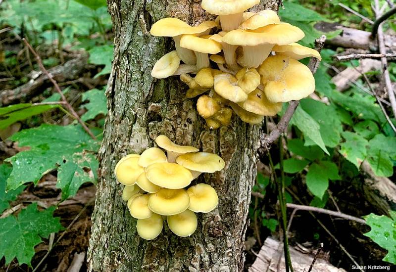 Cuture sur buche Pleurote Jaune - Mycélium sur chevilles de bois BIO LAMYCOSPHÈRE