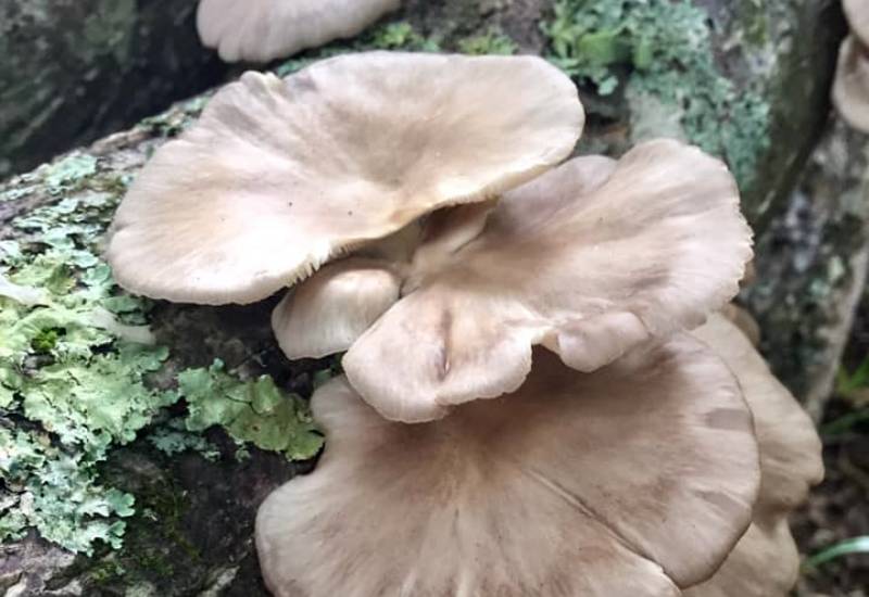 Culture sur Buche Pleurote Pulmonaire - Mycélium sur chevilles de bois BIO LAMYCOSPHÈRE