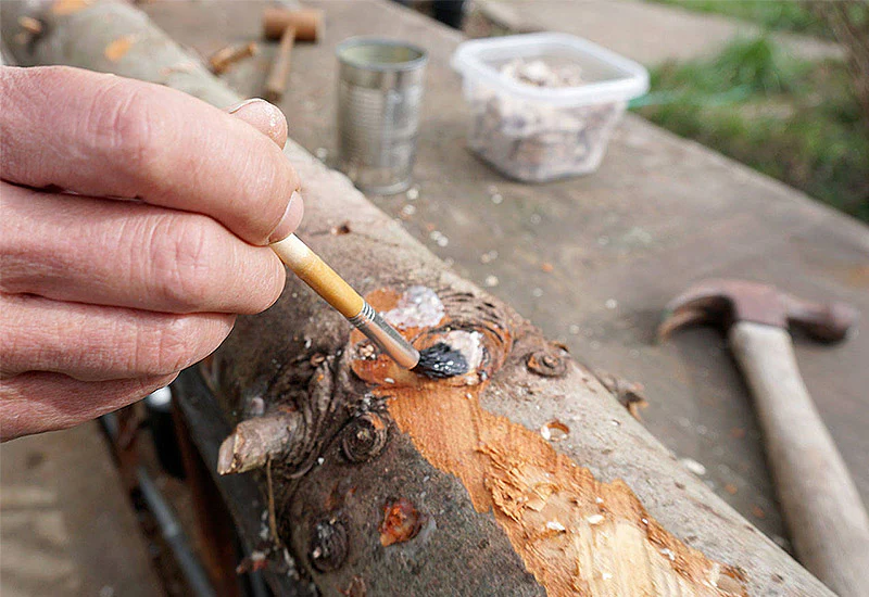Culture sur Buche Pleurote Pulmonaire - Mycélium sur chevilles de bois BIO LAMYCOSPHÈRE