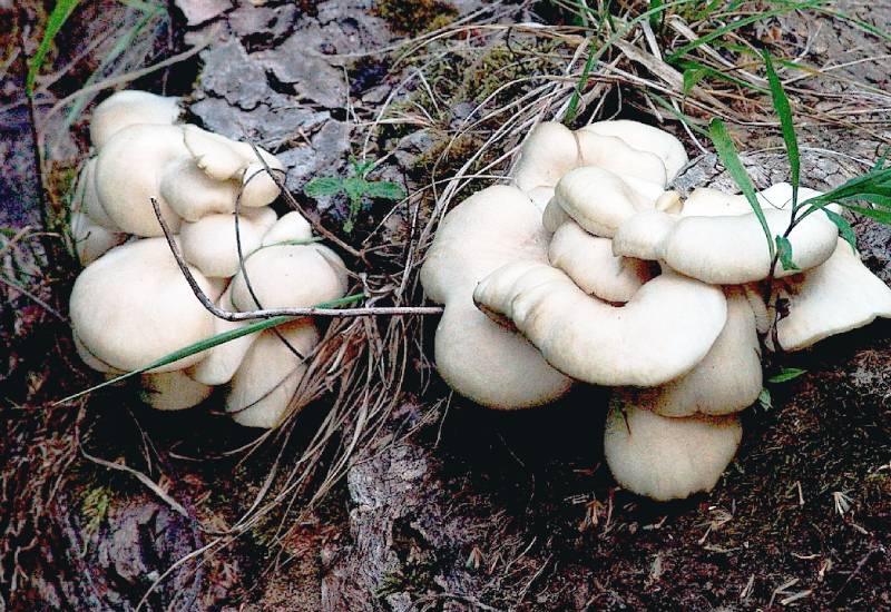 Culture sur Buche Pleurote Blanc - Mycélium sur chevilles de bois BIO LAMYCOSPHÈRE
