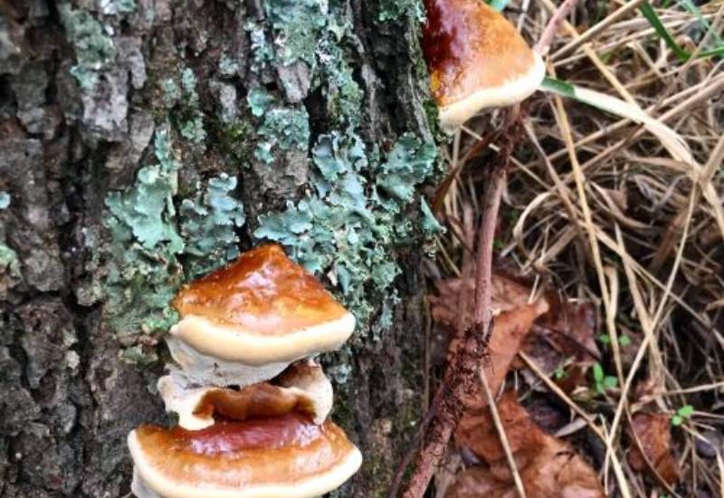 Culture sur Buche Reishi - Mycélium sur chevilles de bois BIO LAMYCOSPHÈRE