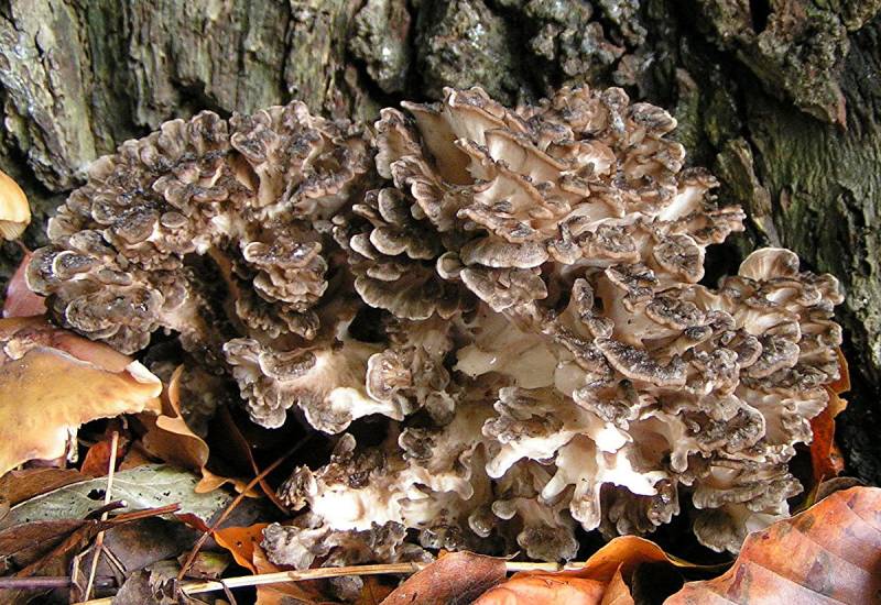 Culture sur Buche Maïtaké - Mycélium sur chevilles de bois LAMYCOSPHÈRE
