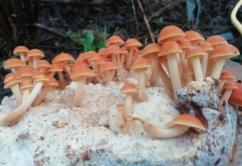 Culture sur Buche Enokis - Mycélium sur chevilles de bois BIO LAMYCOSPHÈRE