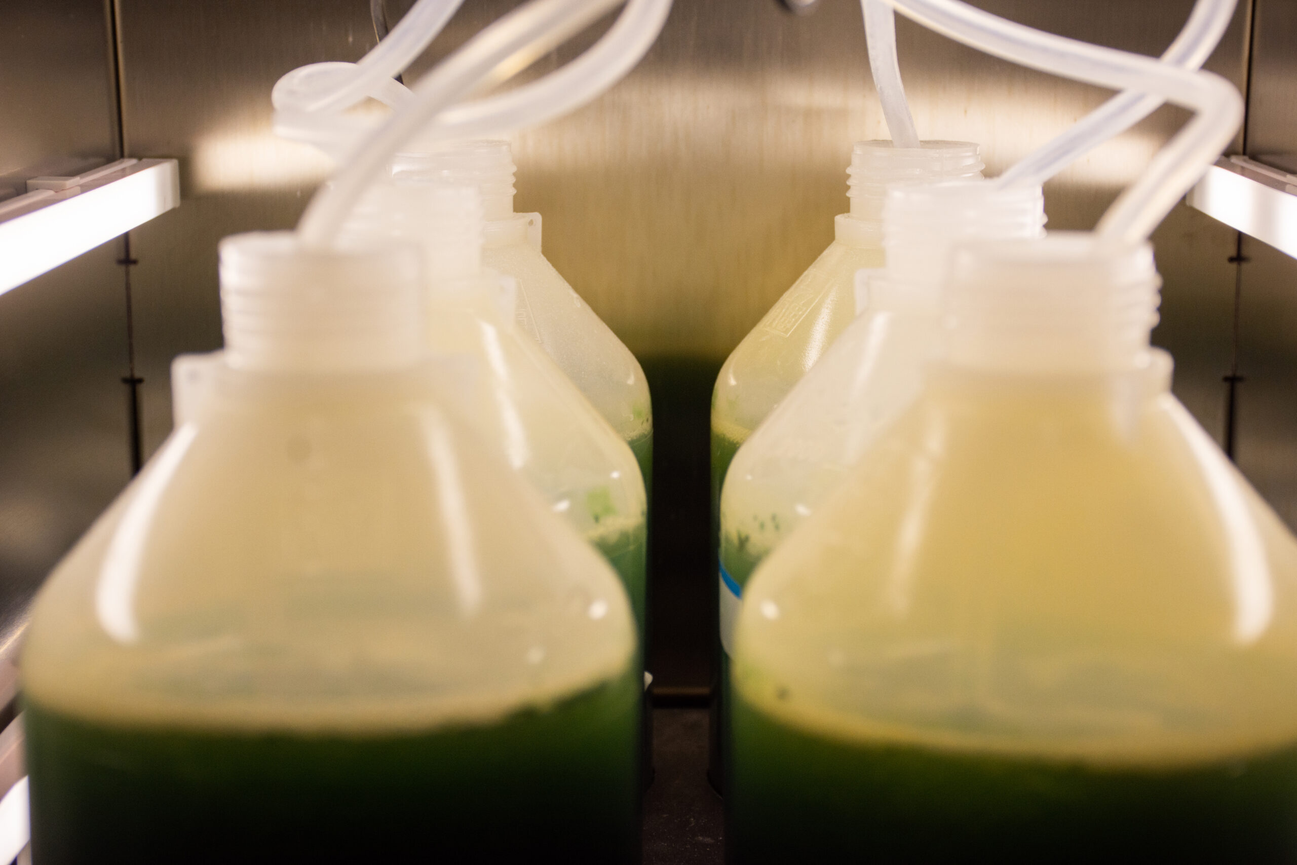 Kit de culture de spiruline 12 Litres MODULAGROFARM