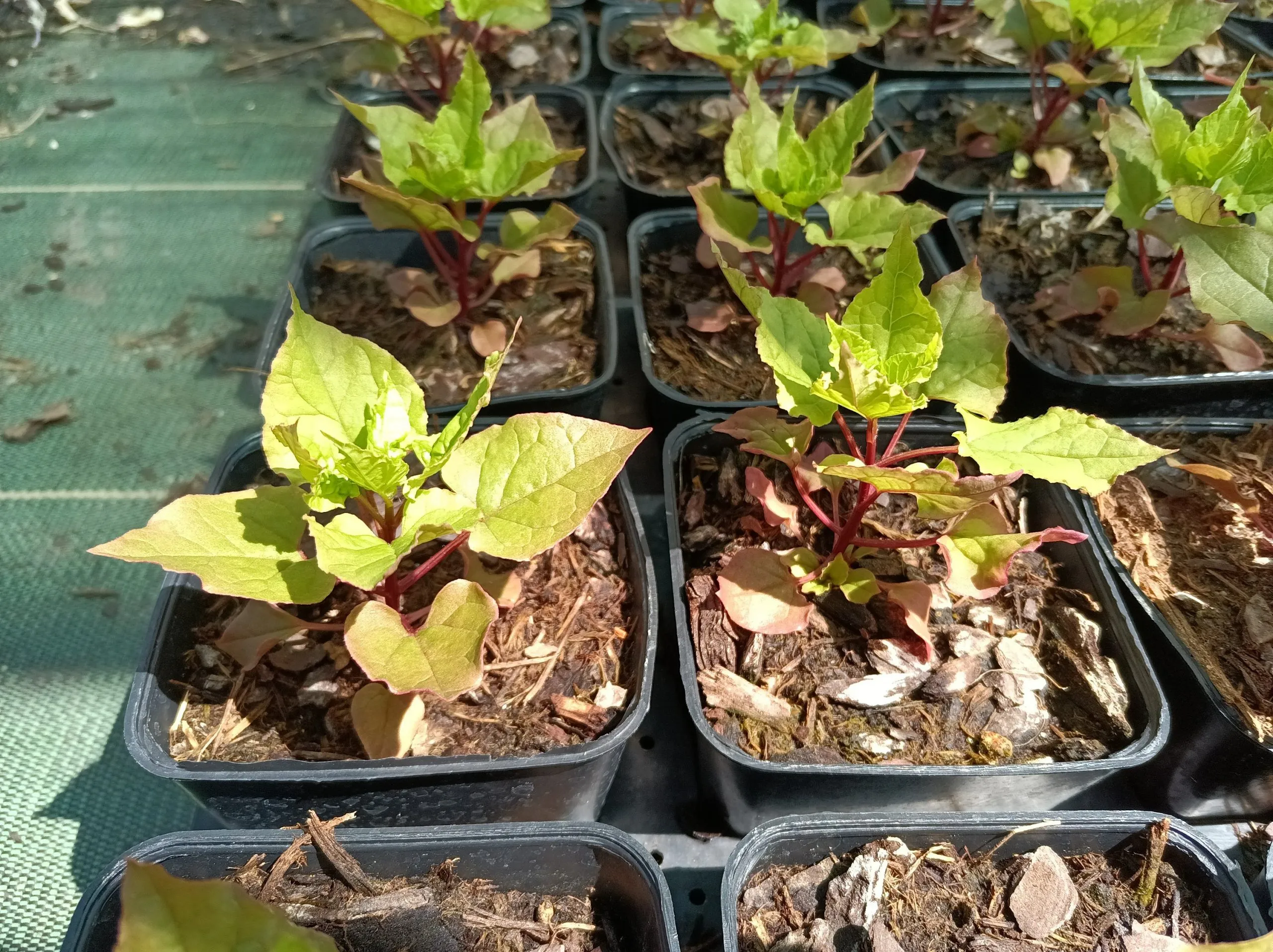 Épinard grimpant du Caucase