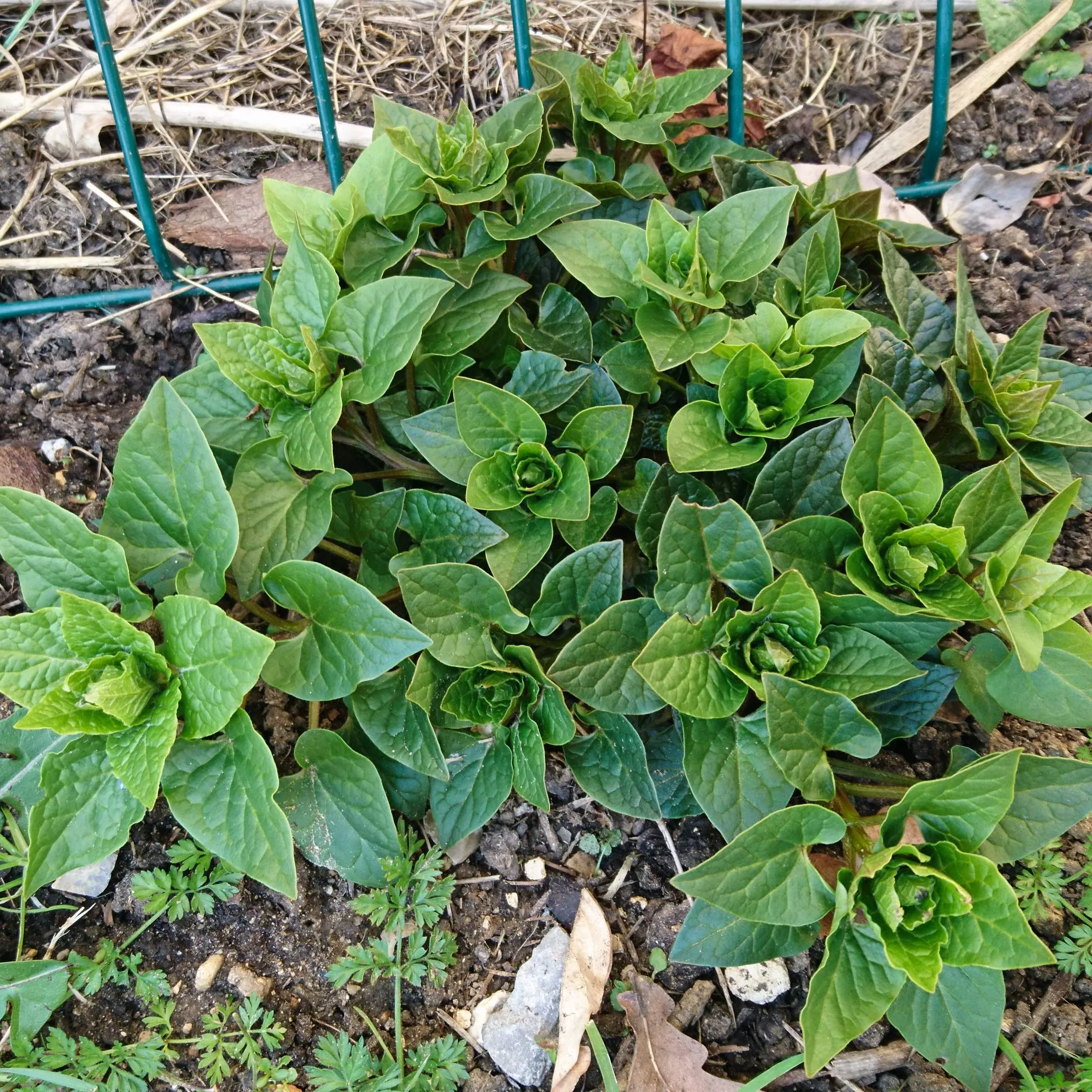 Épinard grimpant du Caucase