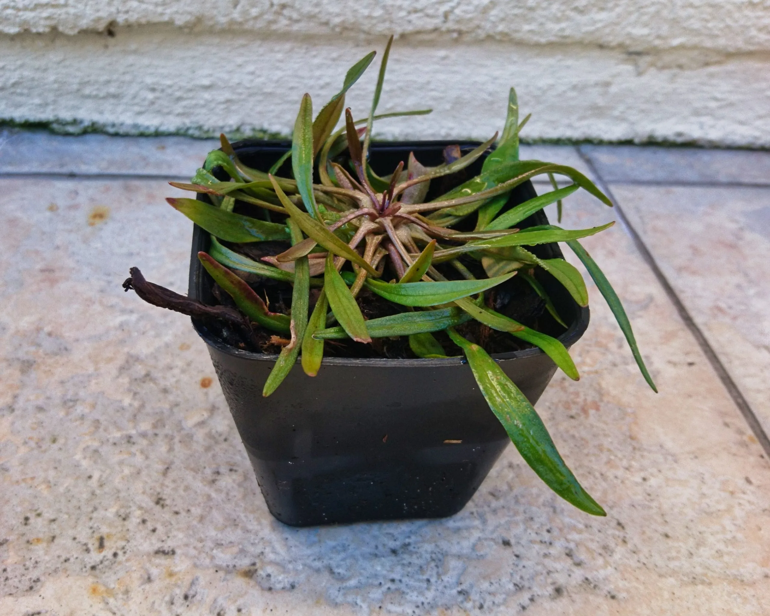 Claytone de Sibérie