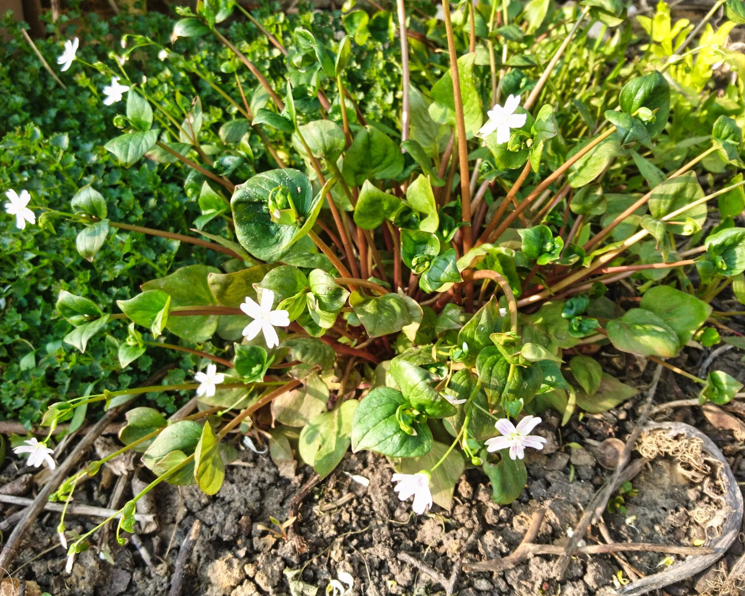Claytone de Sibérie