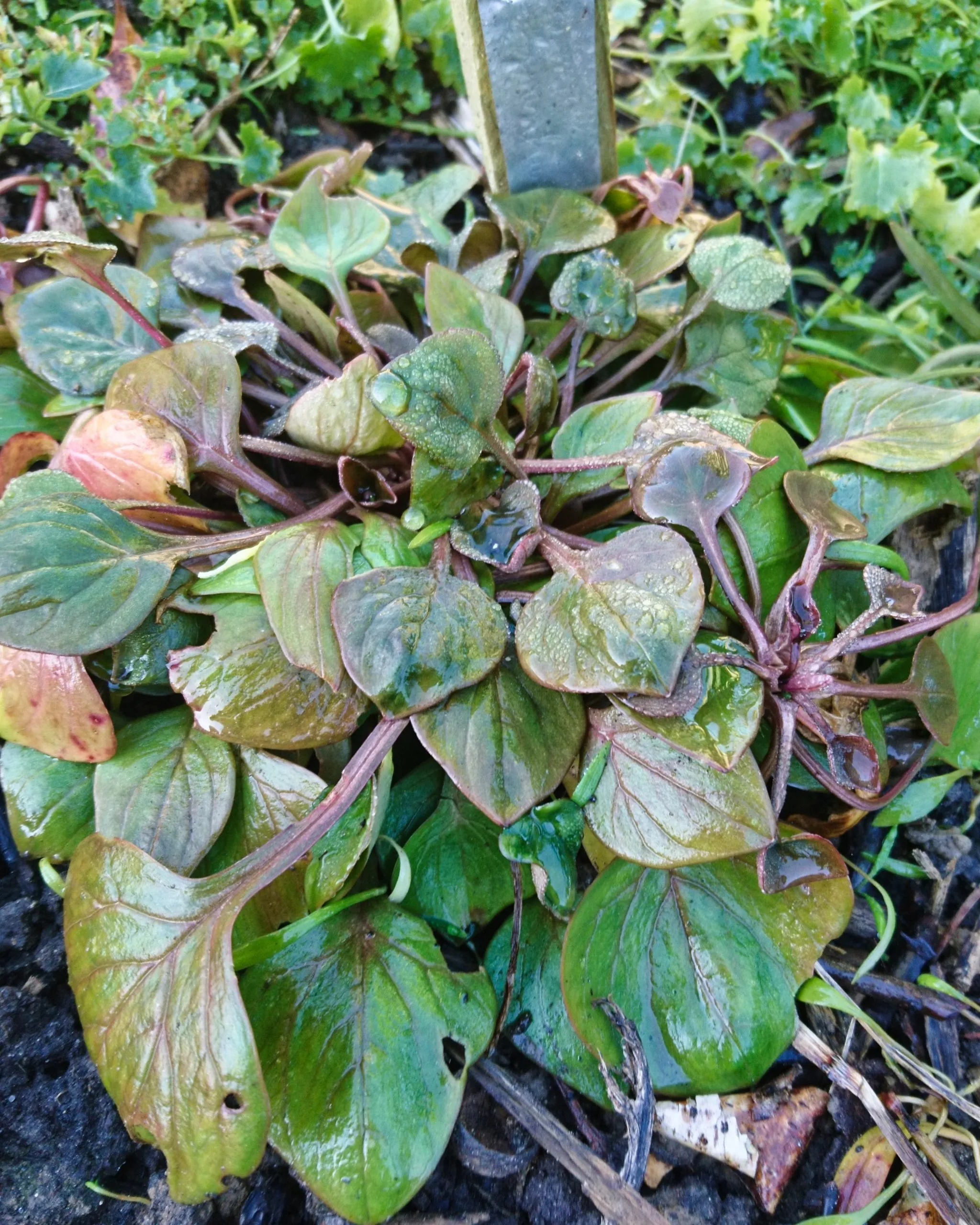 Claytone de Sibérie