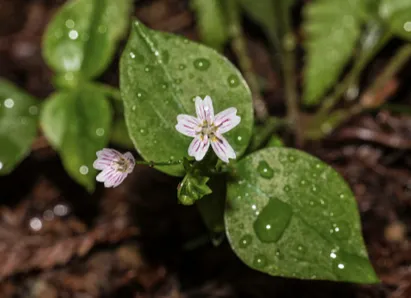 Claytone de Sibérie