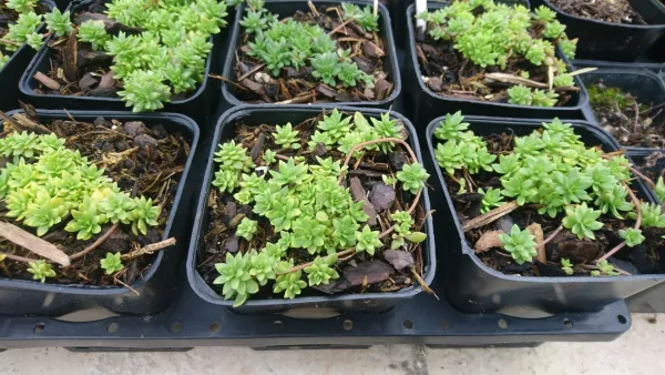 Sedum sarmentosum – Dolnamul
