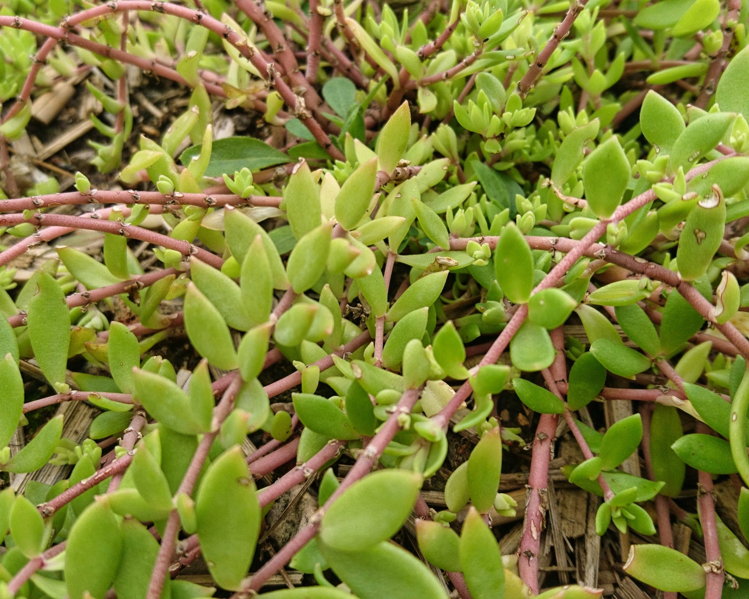 Sedum sarmentosum – Dolnamul