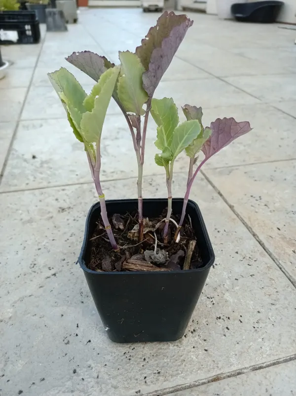 Chou “Purple tree collard” – semis