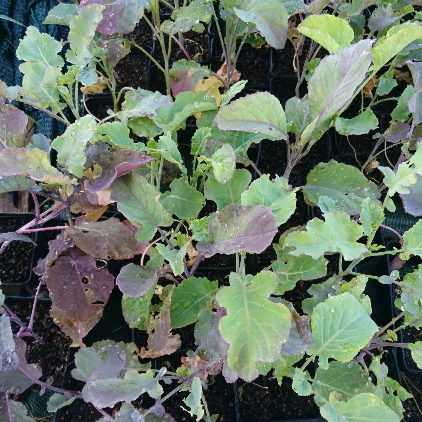 Chou “Purple tree collard” – semis