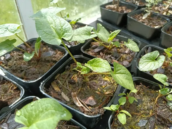 Chénopode Bon-Henri