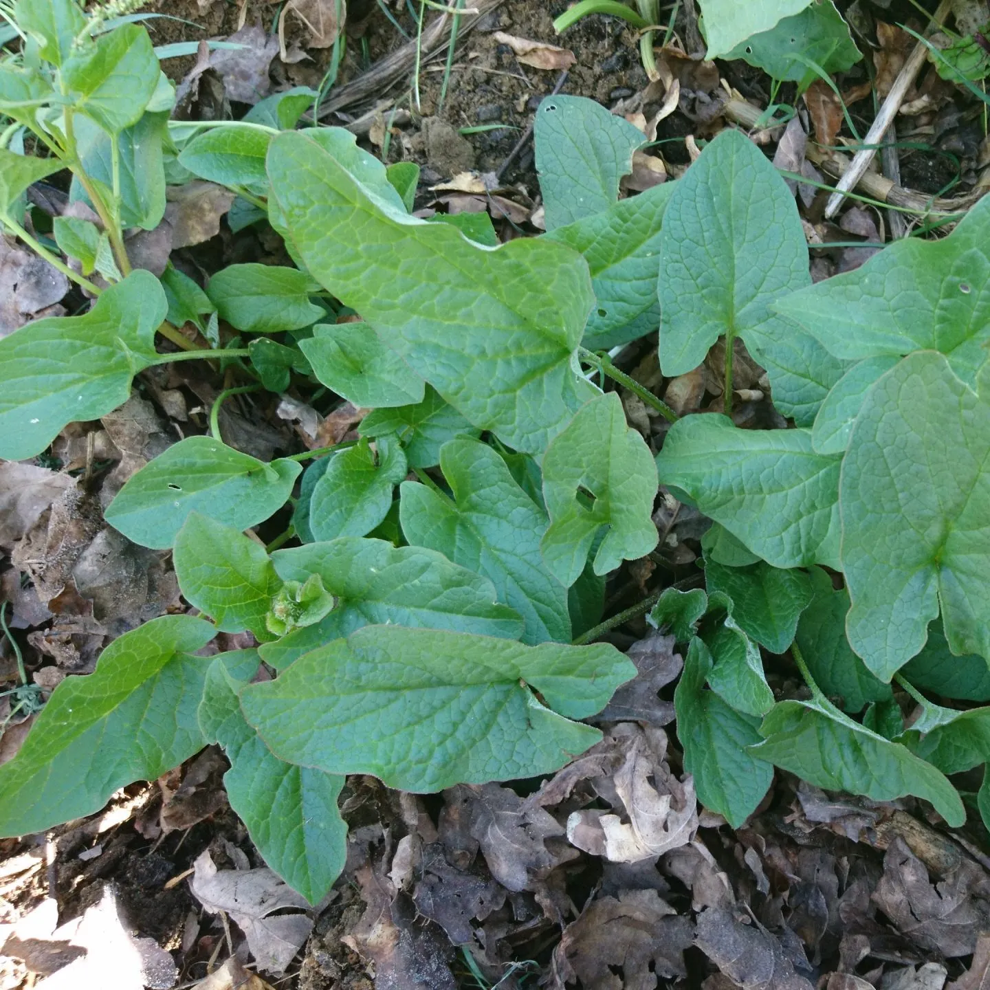 Chénopode Bon-Henri