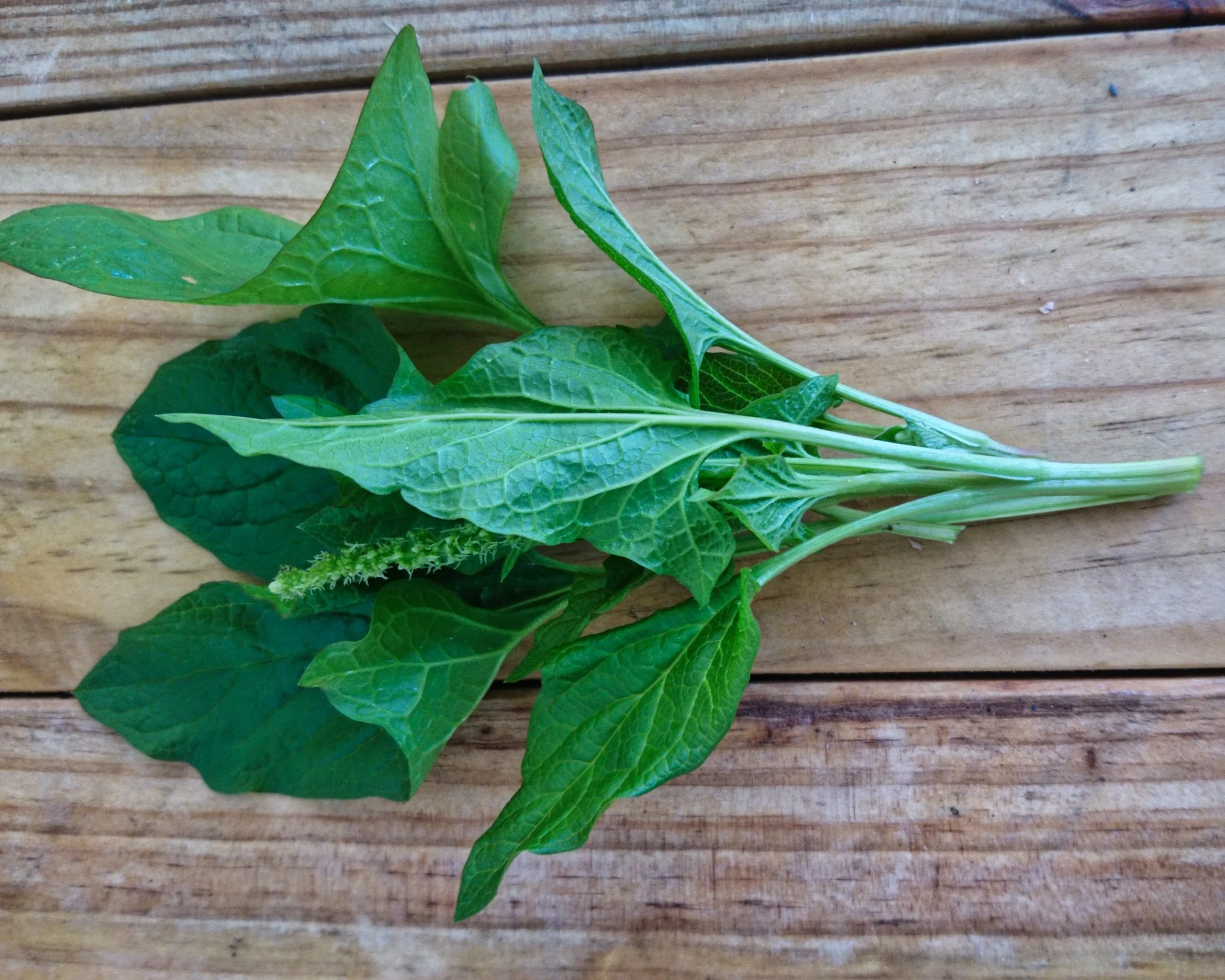 Chénopode Bon-Henri
