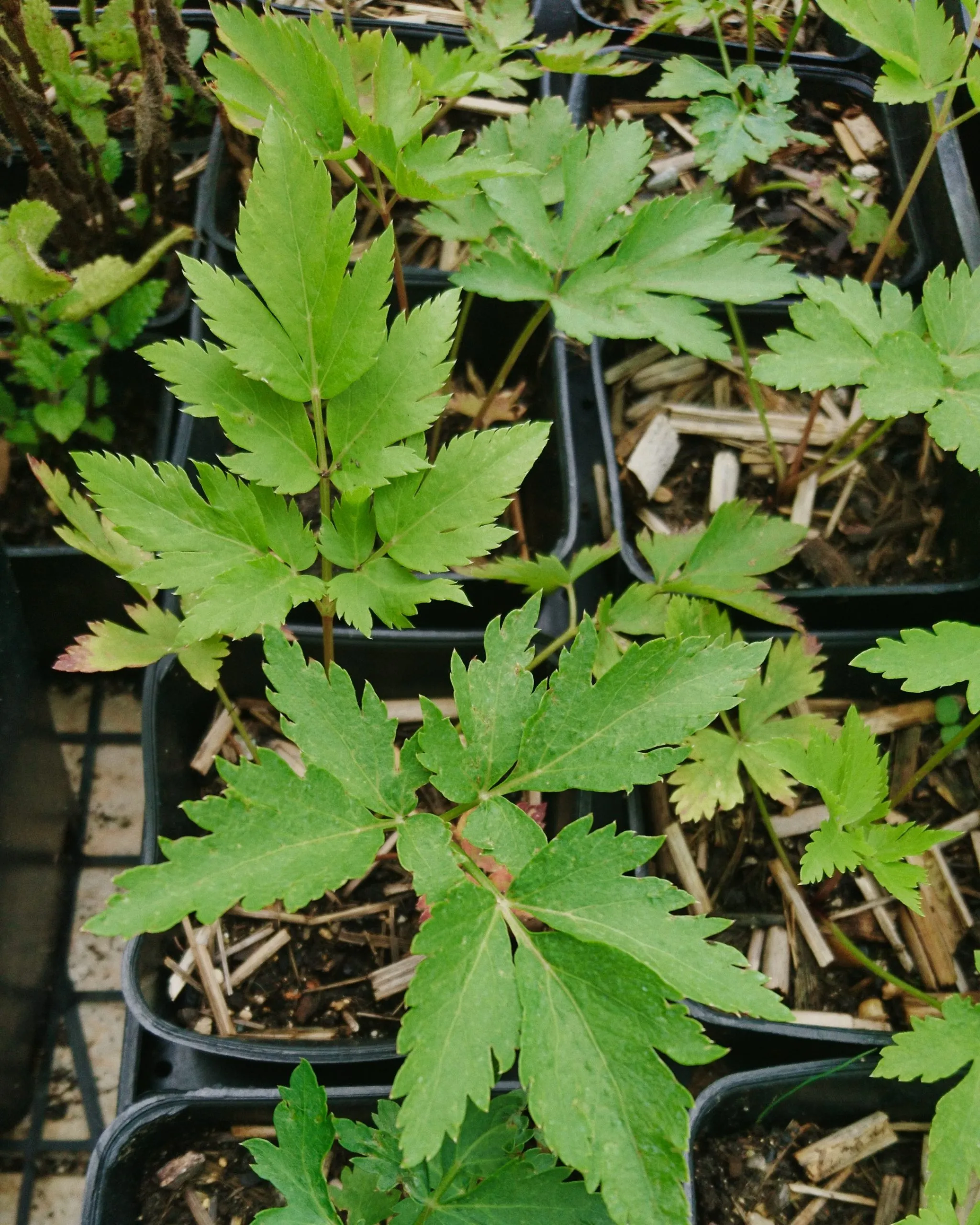 Céleri de Corée – Seombadi