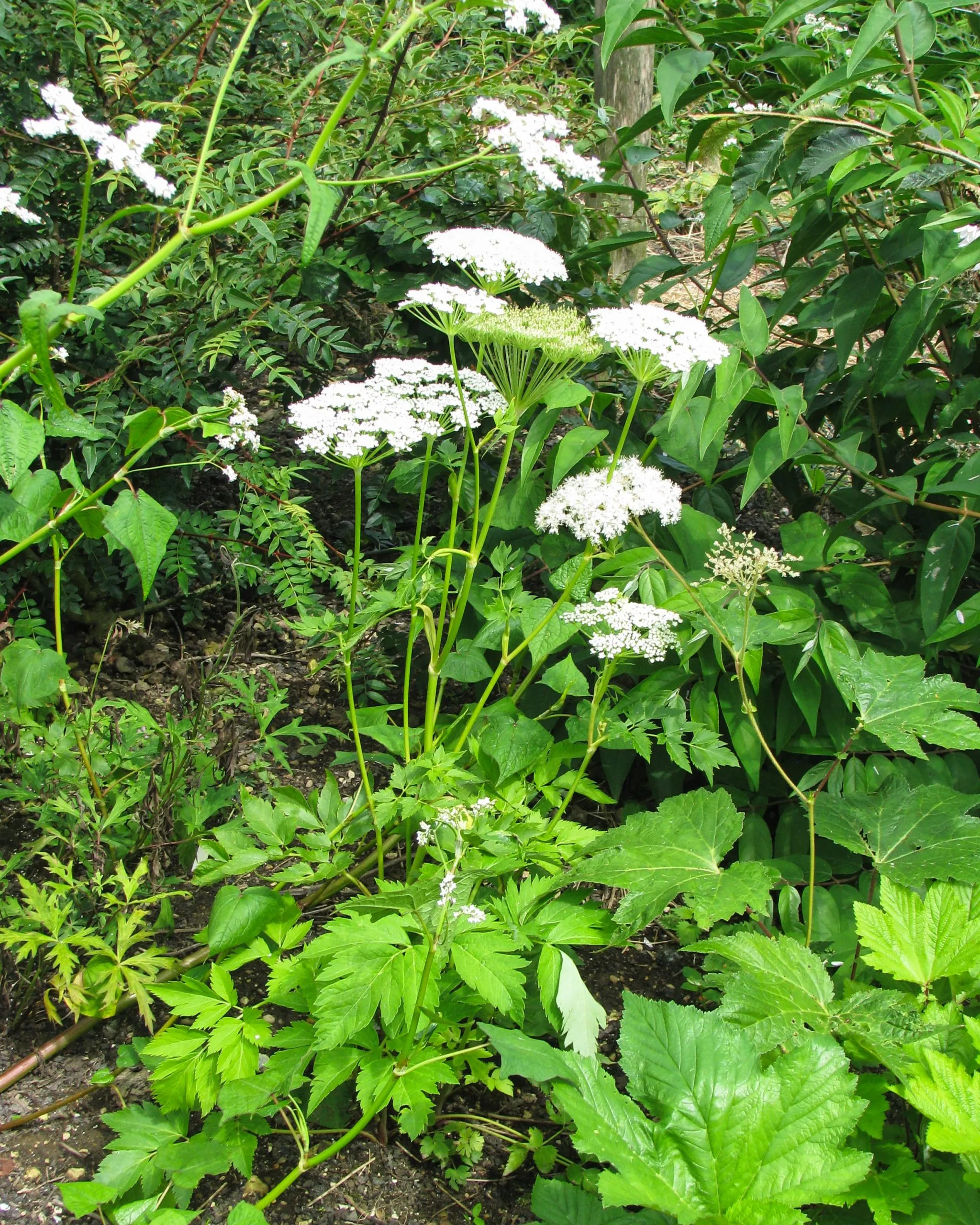 Céleri de Corée – Seombadi