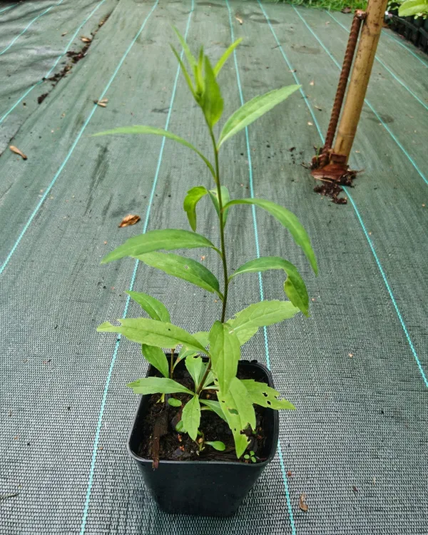 Aster Indien – Ma lan tou