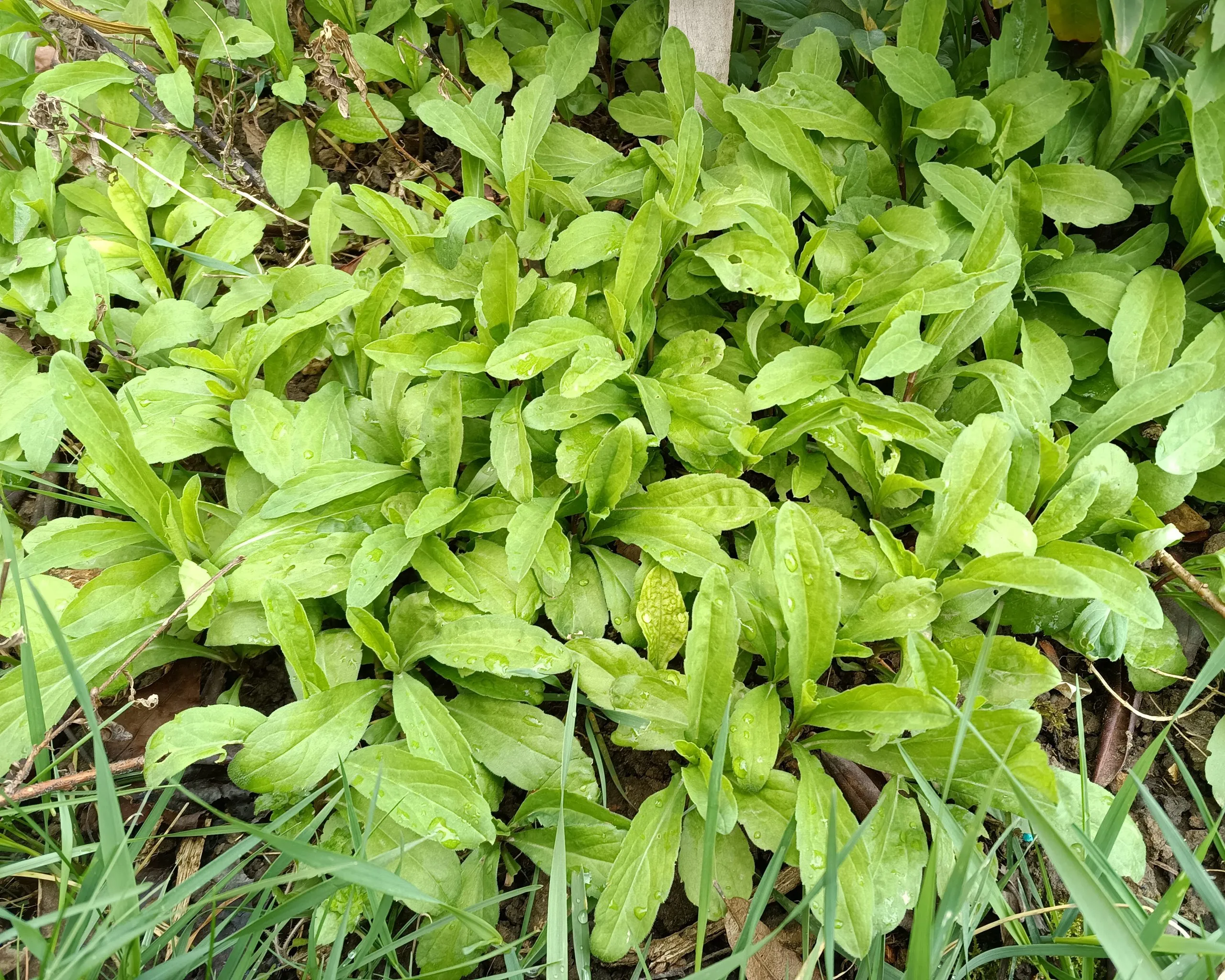 Aster Indien – Ma lan tou