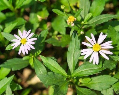 Aster Indien – Ma lan tou